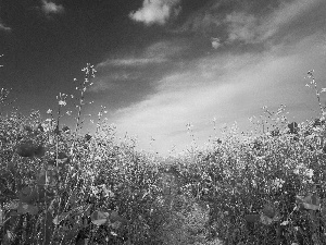 Path, papavers, Meadow