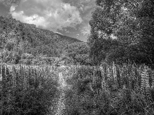 Mountains, lupine, Path, medows