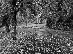 path, autumn, Park