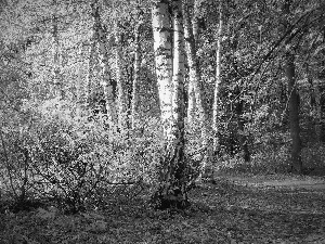 birch, Path, trees, viewes, forest