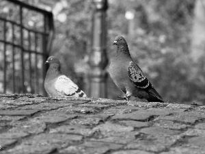 pigeon, brick, paving, Bird