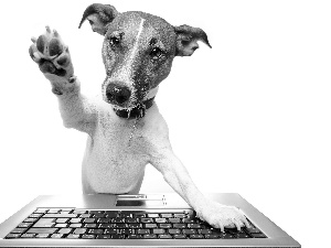 dog, paw, Jack Russell Terrier, keyboard