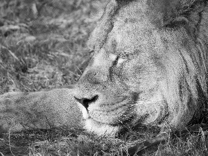 paw, sleepy, Lion