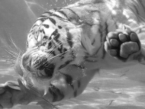 tiger, water, paws, plunger