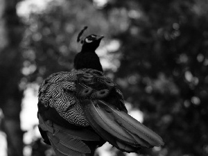 tail, peacock