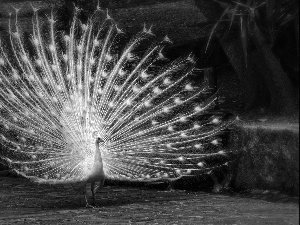 White, peacock