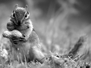 grass, Leaf, Two cars, peanuts, Siberian Chipmunk