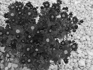 Flowers, Chrysanthemums, Pebble, Red