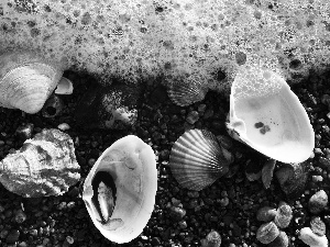 Shells, Pebble