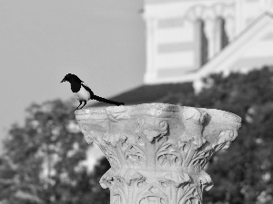 magpie, pedestal