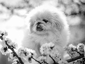 dog, Puppy, Twigs, pekinese