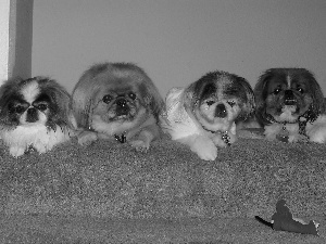 four, pekingese