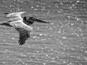 flying, pelican