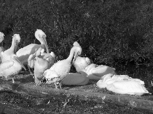 birds, pelicans