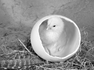 pen, chicken, shell