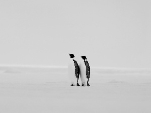 penguin