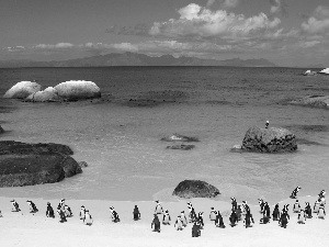 penguin, Beaches, sea