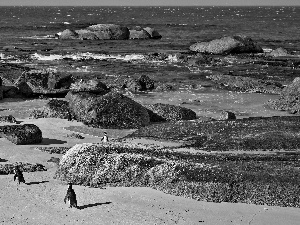 sea, Stones, penguin, Beaches