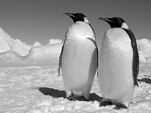 snow, Two cars, penguin, Icecream