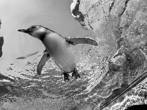 a spotless, rocks, penguin, water