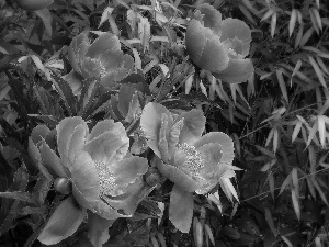 Flowers, Buds, Leaf, Peonies