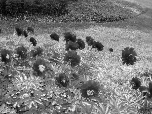 Garden, Peonies