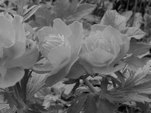 Orange, Peonies