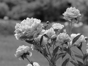 Pink, Peonies