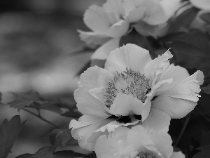 Colourfull Flowers, White, peony