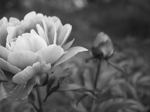 Pink, peony