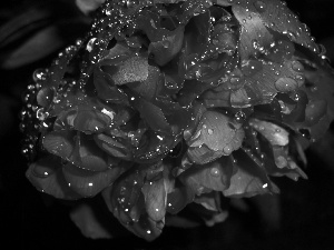 peony