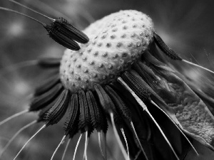 puffball, pericarp