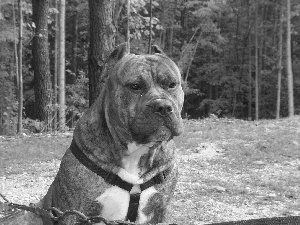 brown, Perro de Presa Canario