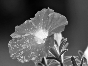 Petunia, Pink, Flower