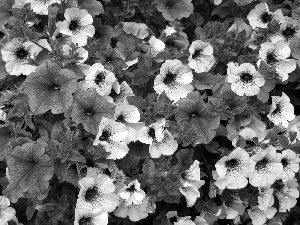 Flowers, Pink, White, petunias