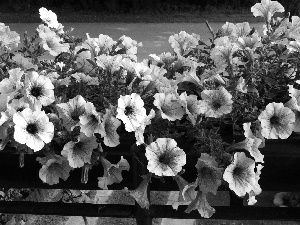 petunias, pink, White