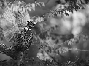 Bird, Twigs, Leaf, pheasant