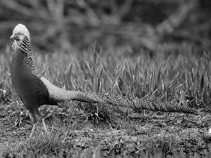 Golden, pheasant