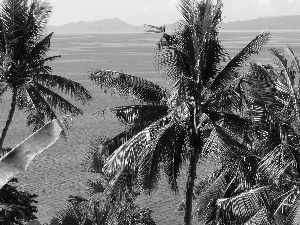 Philippines, Palms, Ocean