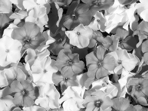 phlox, Flowers, color