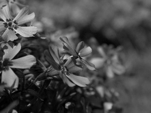 Pink, phlox, Phlox Subulata, Colourfull Flowers