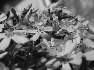 phlox, Flowers, Pink