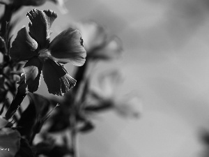 purple, phlox