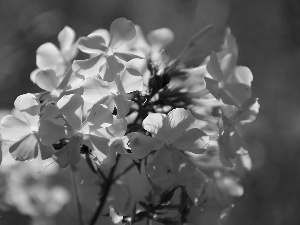 White, phlox