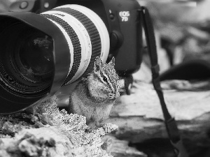 photographic, squirrel, Camera