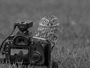 owl, Camera, photographic, Meadow