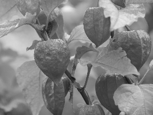 physalis bloated