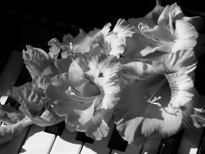 gladioli, Piano