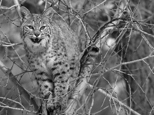 Lynx, branch pics