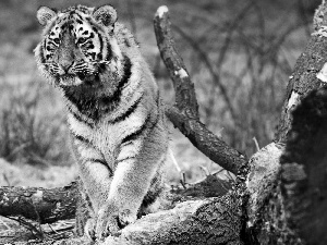 tiger, branch pics